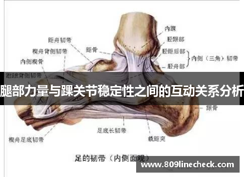 腿部力量与踝关节稳定性之间的互动关系分析